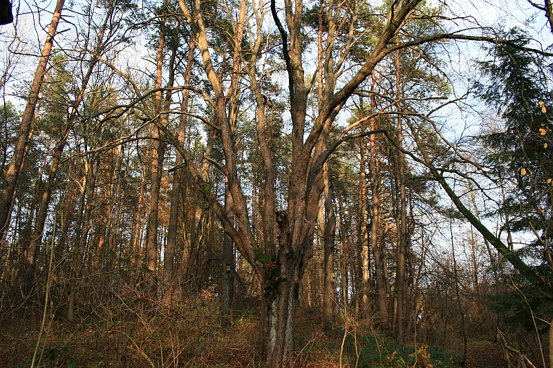 Rostoczek 11.2008 120